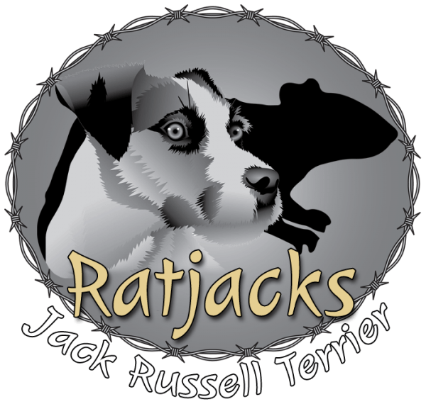 Ratjacks Jack Russell Terrier